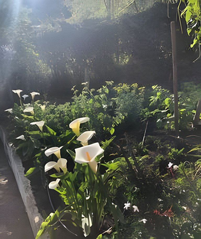 Casa con huerto orgánico.